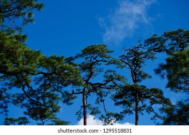 Pine trees with blue sky.