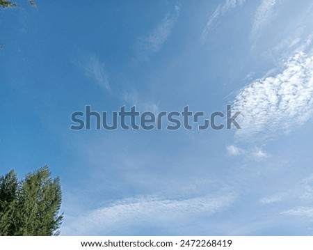 Pine Trees, blue sky and white clouds in sunny daytime 