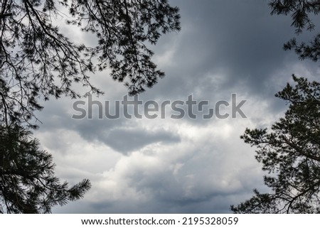 Pine trees branches dark silhouette on stormy cloudy gray sky background. Stormy weather in evergreen forest