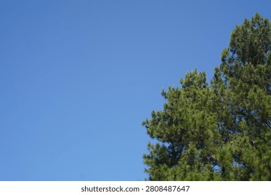 Pine trees with a bright blue sky background.copyscape concept