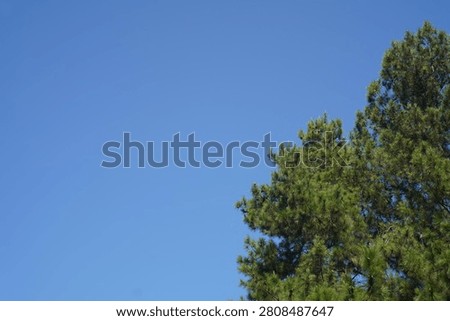 Pine trees with a bright blue sky background.copyscape concept