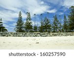 Pine trees at Busselton sandy  white beach on a cloudy spring morning  offer shade to picnickers in this iconic coastal city in south  Western Australia.