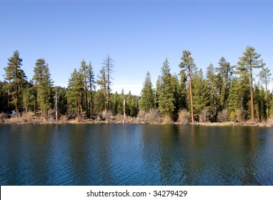 pine trees by a lake