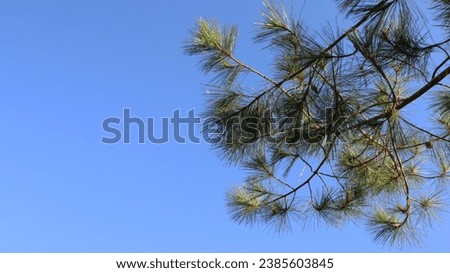 pine trees and clean blue sky taken from a low angle
