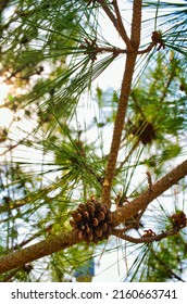 Pine Trees And Pine Cones