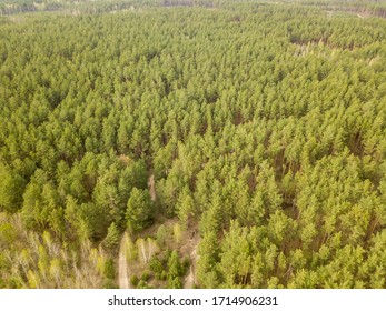 Pine Trees In The Coniferous Forest In Early Spring. Aerial Dron