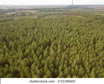 Pine Trees In The Coniferous Forest In Early Spring. Aerial Dron