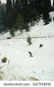 Pine trees covered in deep snow during winter in December