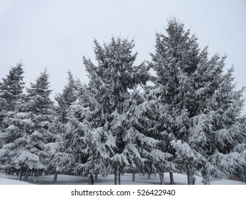 Pine trees covered with snow