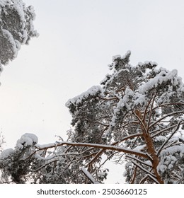 Pine trees covered with snow and clear sky view from below. Peaceful forest landscape on countryside. Nature in winter season outdoor, square photo