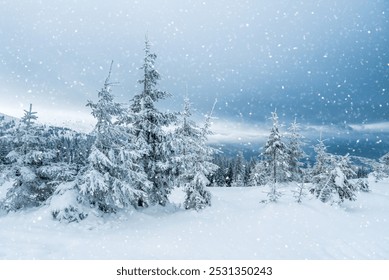 pine trees covered with snow. landscape in winter mountains. (Christmas background)
