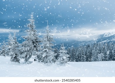 pine trees covered with snow. landscape in winter mountains. (Christmas background) - Powered by Shutterstock