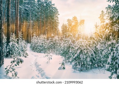 195,901 Sun through trees Images, Stock Photos & Vectors | Shutterstock