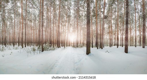 Pine trees covered with snow on a frosty evening. The sun through the branches of trees . Shadows on the snow. Beautiful winter landscape.