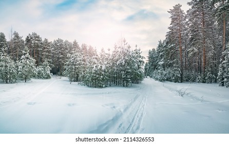 Pine trees covered with snow on a frosty evening. The sun through the branches of trees . Shadows on the snow. Beautiful winter landscape.