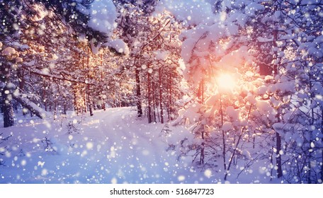 Pine trees covered with snow on frosty evening. Beautiful winter panorama at snowfall - Shutterstock ID 516847723