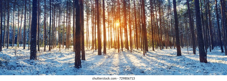 Pine trees covered with snow on frosty evening. Beautiful winter panorama at snowfall - Shutterstock ID 729806713