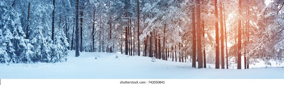 Pine trees covered with snow on frosty evening. Beautiful winter panorama