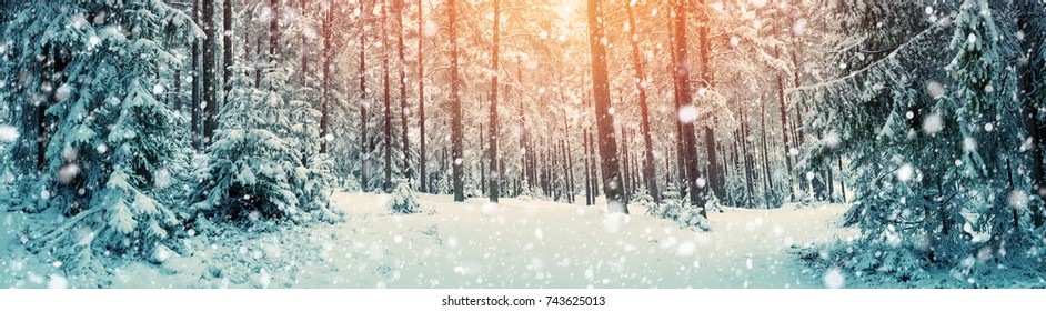 Pine trees covered with snow on frosty evening. Beautiful winter panorama at snowfall