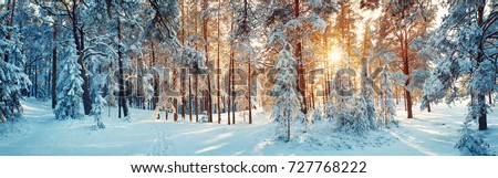 Pine trees covered with snow on frosty evening. Beautiful winter panorama
