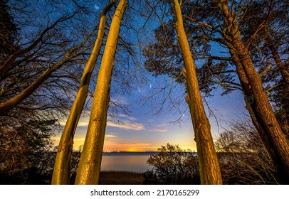 Pine trees at dawn by the lake. Pine tree trunks on milky wat background. Pine tree trunks. Pinewood trees on stary sky - Shutterstock ID 2170165299