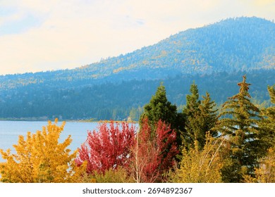 Pine Trees and deciduous trees changing colors during autumn at a temperate forest overlooking an alpine lake taken at Big Bear Lake, CA in the San Bernardino Mountains 