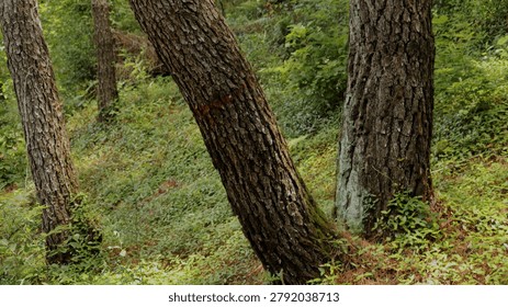 Pine Trees in a Dense Forest Ecosystem, Highlighting Environmental Importance and Clean Air