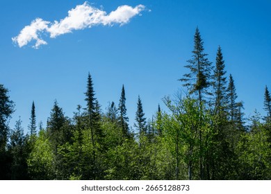 Pine trees doting the roadside 