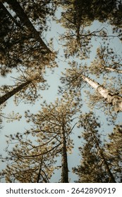 Pine trees from down below looking upwards with blue sky in background