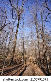 Pine Trees During Sunny Winter Afternoon (Prince George County, Greenbelt National Park, Maryland, USA).