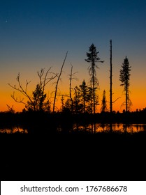 Pine Trees During Sunset At Torrance Barrens Dark Sky Preserve