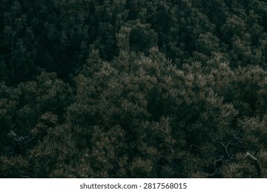 Pine trees fill the hillside in a dense forest on a cloudy late afternoon. The trees appear dark and lush creating a natural setting with many plants.