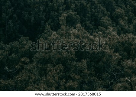 Pine trees fill the hillside in a dense forest on a cloudy late afternoon. The trees appear dark and lush creating a natural setting with many plants.