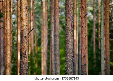 Pine trees and fir trees in spring Coniferous forest close up. Coniferous forest landscape in sunny day. Nature reserve. Evergreen Pine tree forest in sun light. Primeval Woodland. Spruce trees