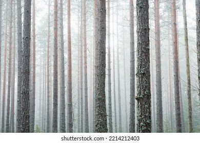 Pine trees and fog in eastern Norway