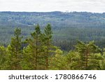 Pine Trees in the foreground with a large forest in the distance during a hazy day