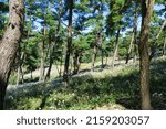 pine trees in the forest