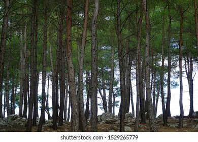Pine Trees in a Forest