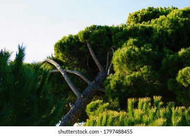 Pine trees in the forest