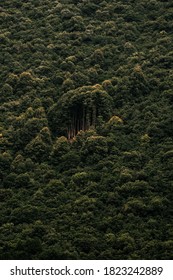 
pine trees in the forest