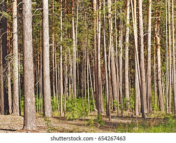 pine trees in the forest