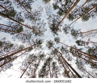 Pine trees forest bottom view. Trees crowns on blue cloudy sky. Poland, Europe.