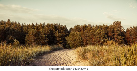 Pine trees in the forest. Classical Baltic beach landscape. Wild nature
