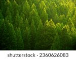 Pine trees forest in evening light