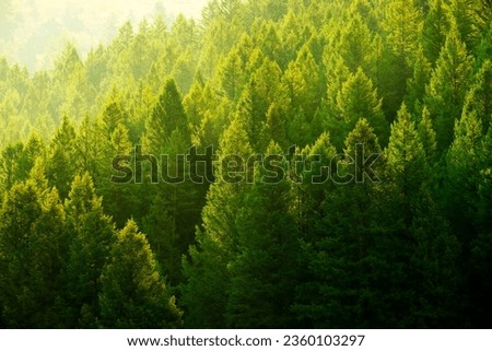 Pine trees forest in evening light