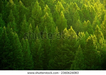Pine trees forest in evening light
