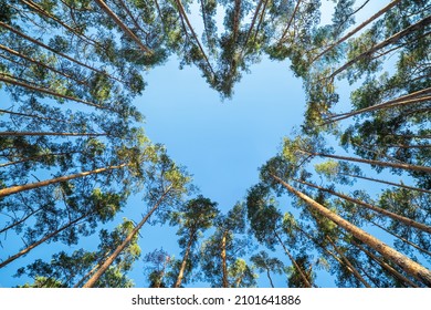 Pine trees in the forest form a heart shape their branches against a blue sky, a perspective view from the bottom up. Valentine's Day concept. - Shutterstock ID 2101641886