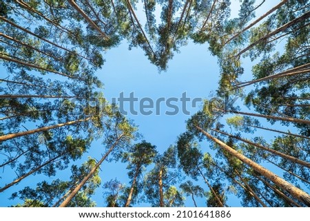 Pine trees in the forest form a heart shape their branches against a blue sky, a perspective view from the bottom up. Valentine's Day concept.