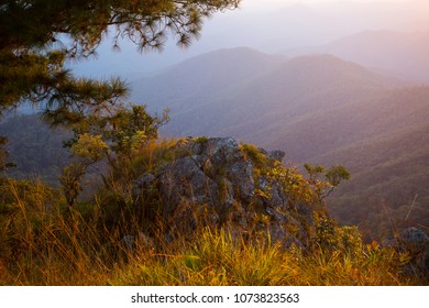 Pine Trees Forest Glade With Sunset