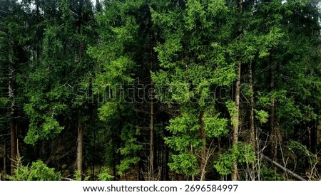 Pine trees in the forest. Green spruce forest in the mountains.